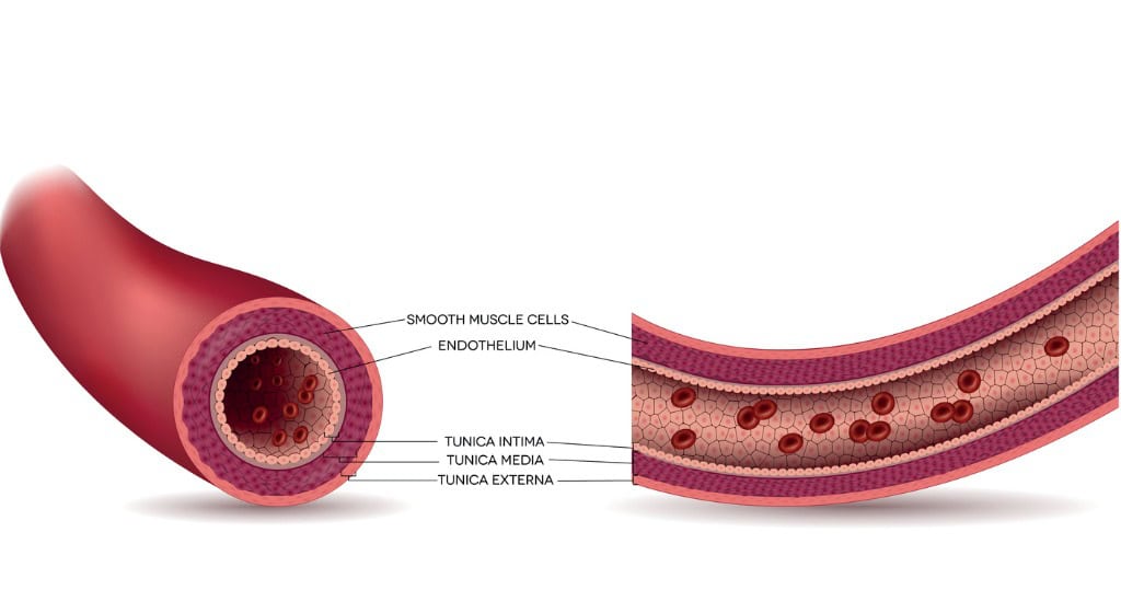 healthy artery anatomy artery layers detailed illustration.jpg s=1024x1024&w=is&k=20&c=RBeE7FgnSmMVwttn 7leLiYTQegJp4Zel rgA96JsNQ=